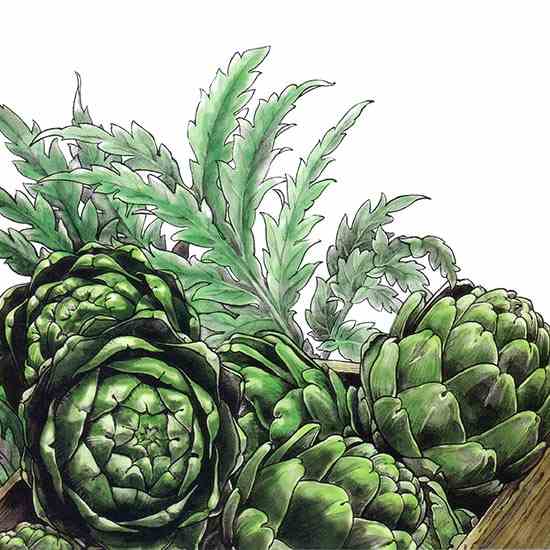 If you planted artichokes, expect to reap a bounty at the fall harvest.
